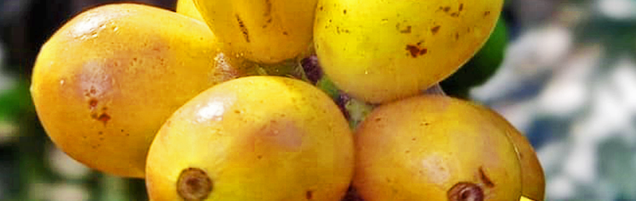 Vigor y eficiencia: La arquitectura compacta del Pacamara.