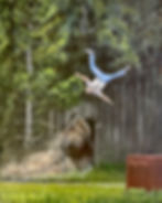 Thumbnail: Angry Bison launches Man