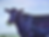 Spaced out cow eating marijuana. Bessy the cow had an overwhelming feeling of peace and tolerance.