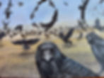 Murder of crows forming a 187 original acrylic painting 16” x 20”.