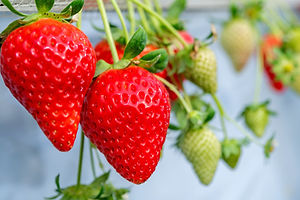 【　【今季終了】2025年シーズン いちご狩り　】