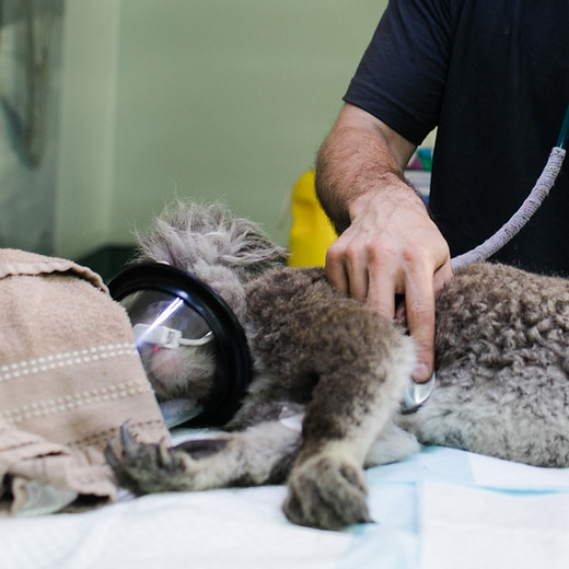 特殊動物の外科医療と麻酔 Asia Pacific Vetrinary Service 特殊動物の外科医療と麻酔 Asia Pacific Vetrinary Service