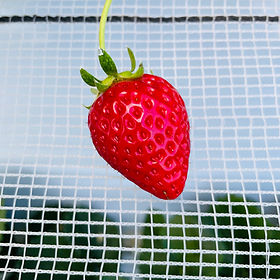 Image by Josh Withers