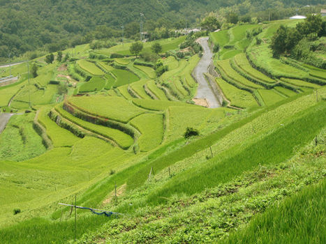 shodoshima-rice fields.jpeg