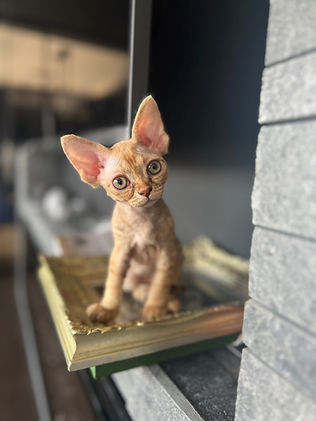 耳の大きな猫