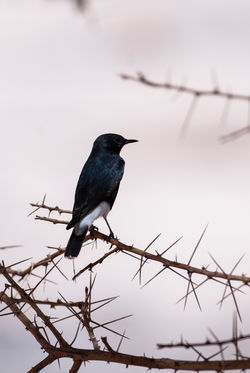 Philippe Freund Photographe