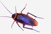 cockroaches_edited.png