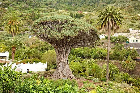 Tenerife Excursión con guía local