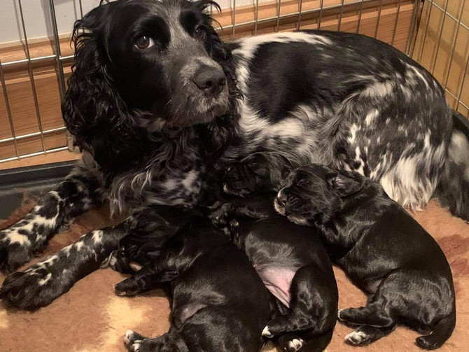 1 BLACK COCKER SPANIEL BITCH PUP FOR SALE