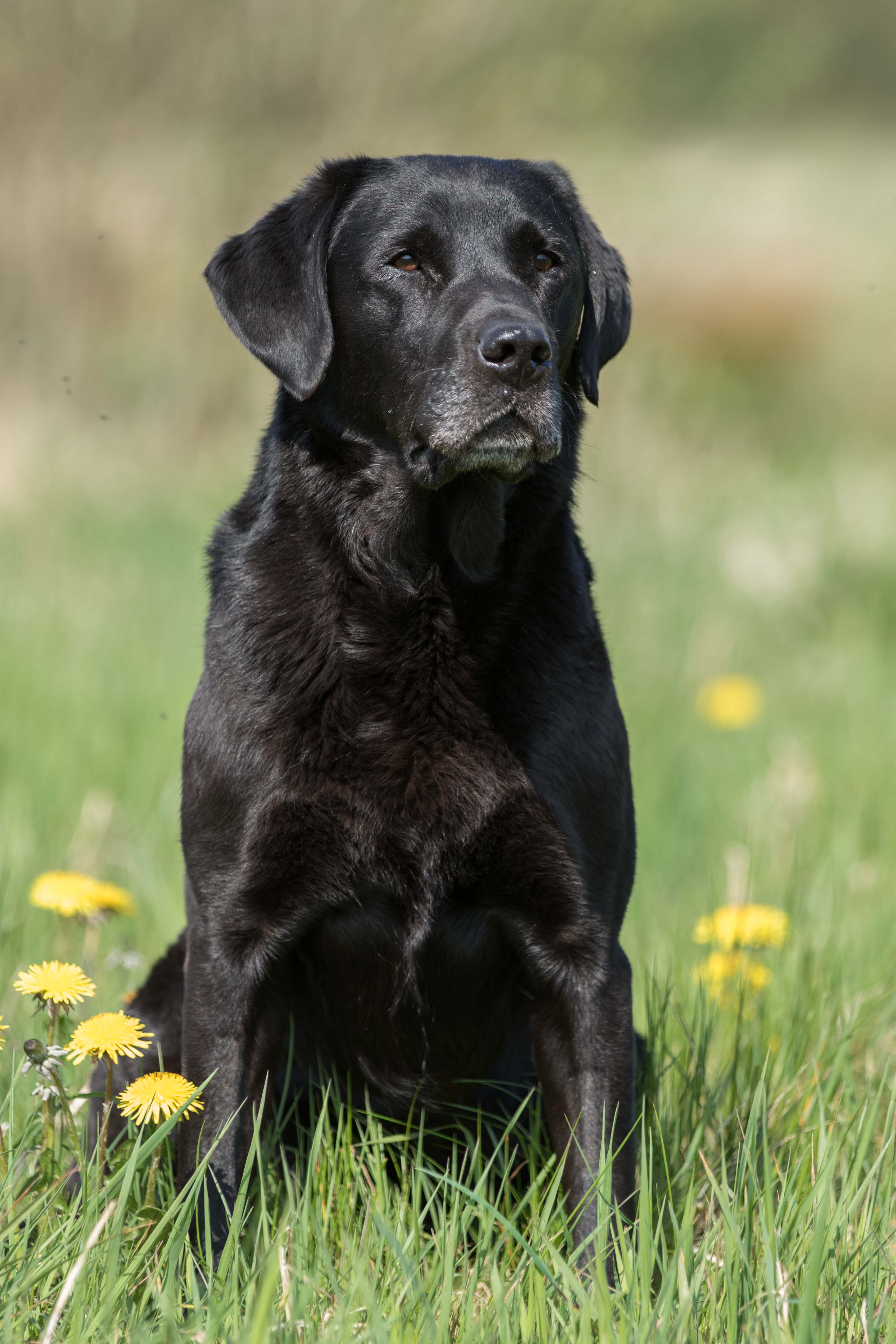 our-dogs-quingrave