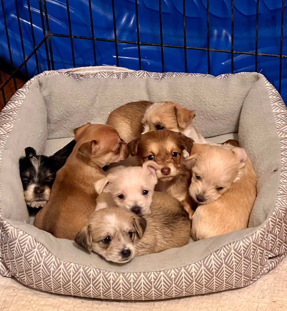 Motley Zoo at Day In Day Out Festival 2023