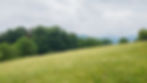 odenwald.jpg