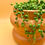 Miniatura: Senecio Rowleyanus