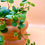 Miniatura: Plectranthus Verticillatus