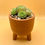 Miniatura: Echeverias