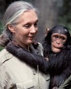 Jane-Goodall-chimpanzee-Zambia-Chimfunshi-Wildlife-Orphanage_edited.jpg
