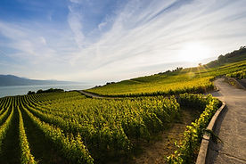 Lavaux vélo