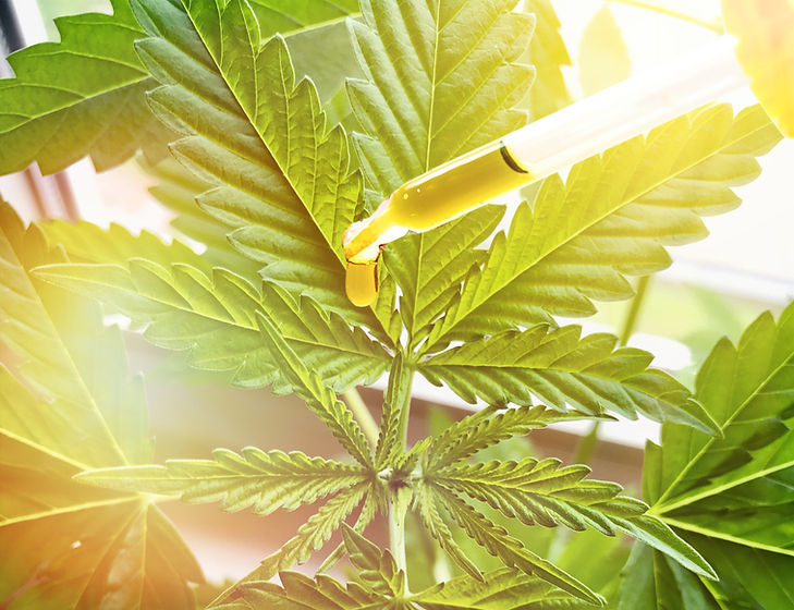 Hand holding Pipette with cannabis oil a