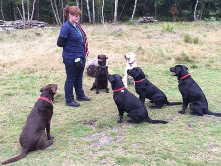 Igoe Dog Walking loves walking Labradors! 