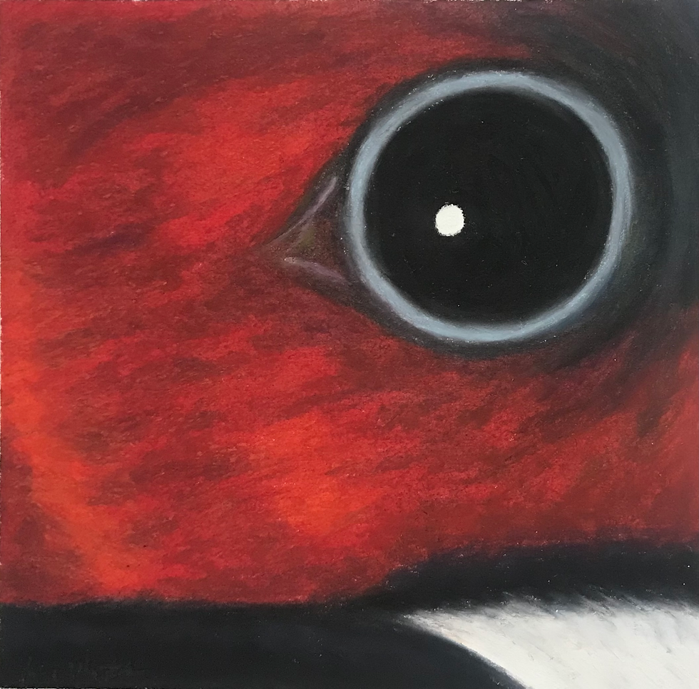 Red-Headed Woodpecker