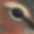 Thumbnail: Long-Billed Dowitcher