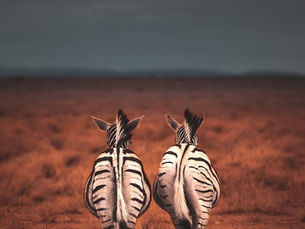 Zebras would not compare their stripes, teachers wellbeing is taking inspiration from each other and not comparing