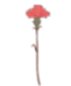 carnation-flower-png.webp