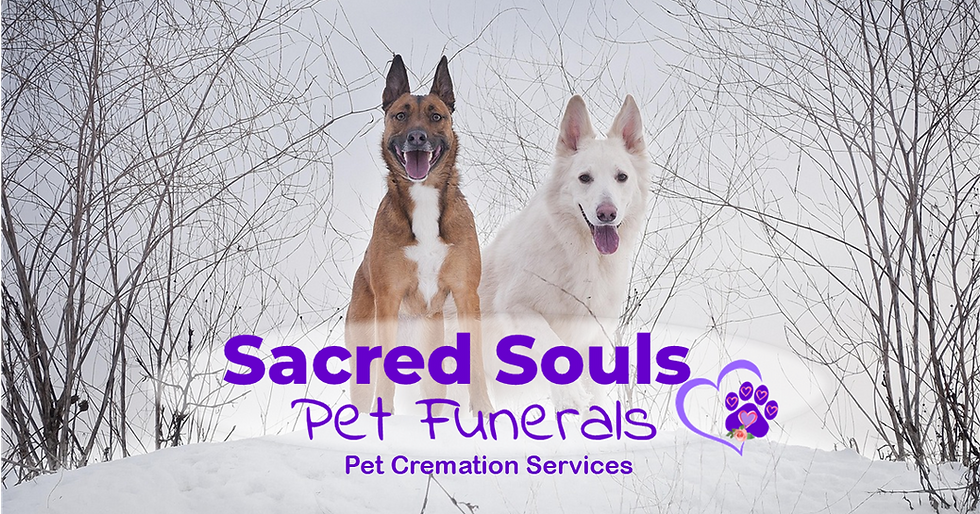 website banner.png