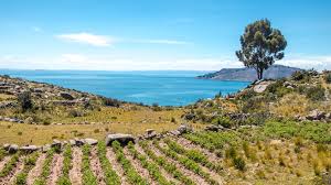 Cultures sur le Titicaca