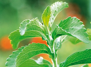 stevia