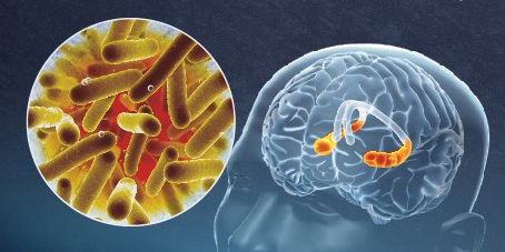 Microbiote intestinal et cerveau : leur lien qui régule l'humeur