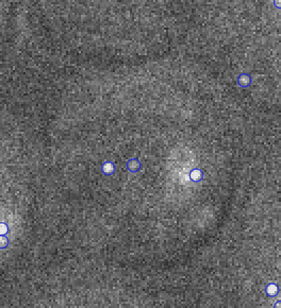 TrackMate capture of trackecell.gif