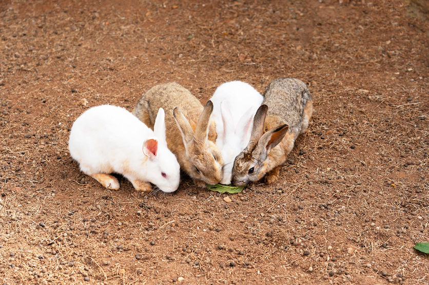 Fazendinha com bichinhos criados ao ar livre do Recanto Julubi Atibaia, otimo passeio para criancas  com monitores