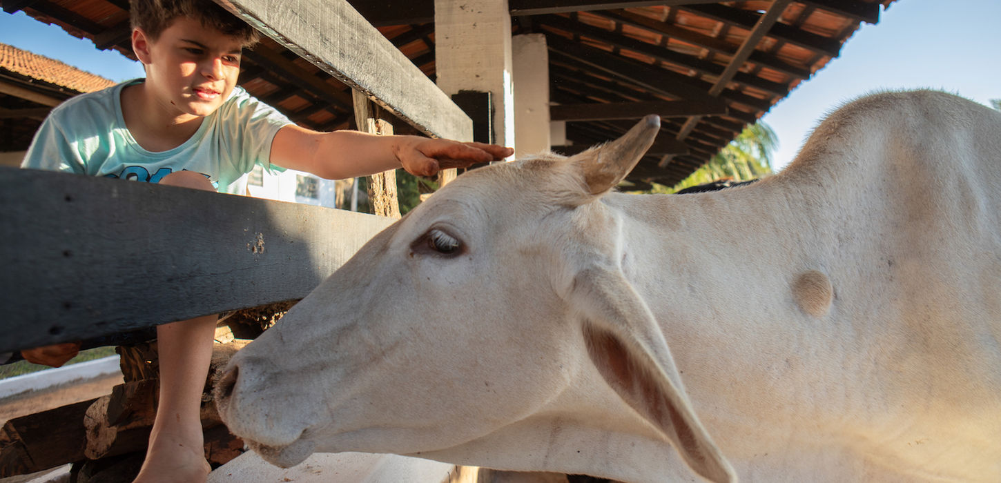 Criança fazendo carinho em uma vaca no Ibiti Hotel Rural