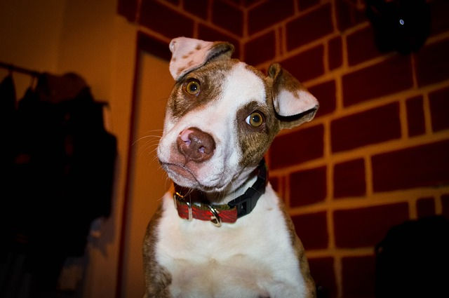 No todo es culpa de los Pitbull