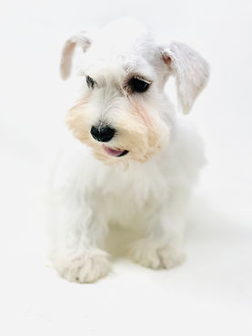 Cachorro de Schnauzer blanco, sentado, mirando con fondo blanco claro.