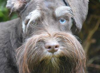 Primer plano de perro schnauzer marrón con ojos heterocromáticos y barba