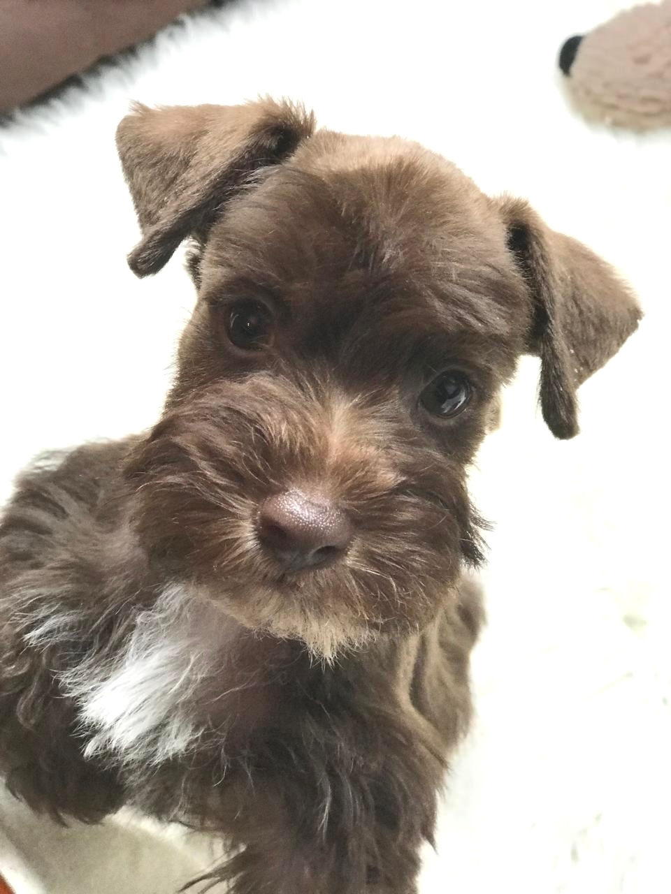 EBBER DE LORANO 9898 (Macho Chocolate, Muy Mini) Megacoated