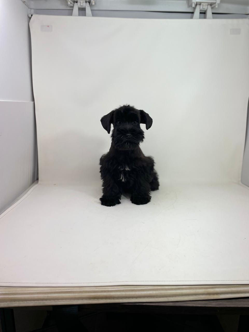 Thumbnail: HANNA DE LORANO 86 (Hembra Negra, Mini) 