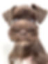Cachorro schnauzer marrón con ojos azules sobre fondo blanco.