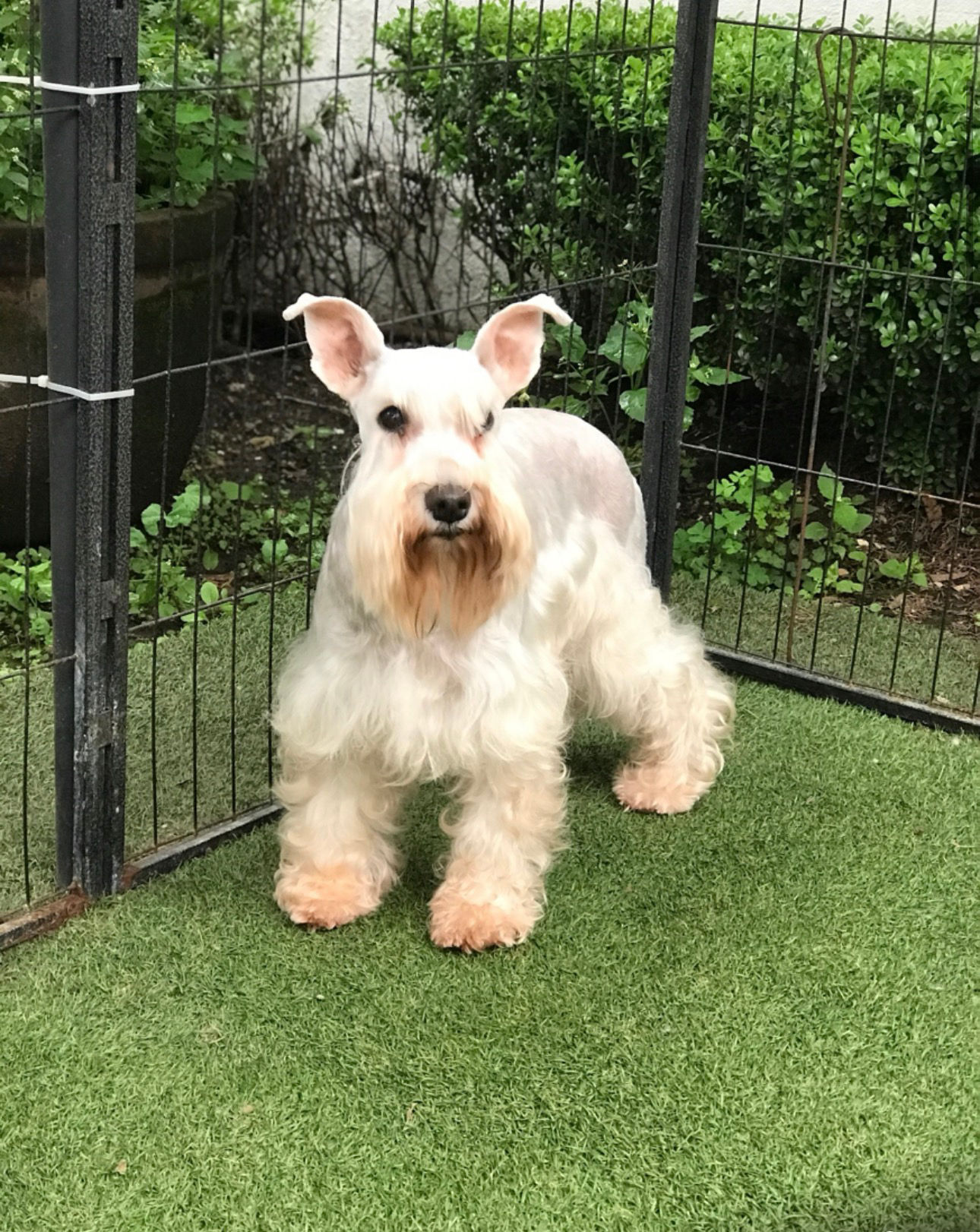 CASS DE LORANO (Hembra Blanca, 8 años) Esterilizada , Protocolo de Adopción