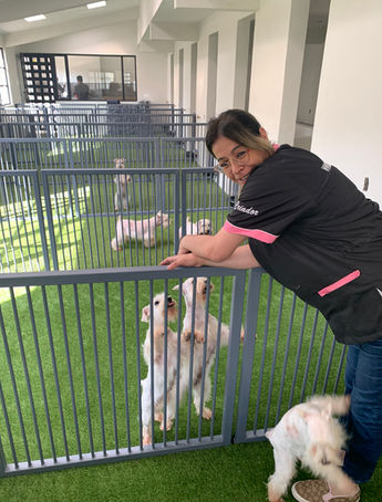 Mujer sonriente interactuando con perros felices en guardería canina con césped.