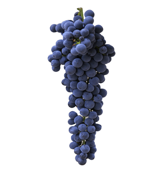vinho uva Cabernet Sauvignon