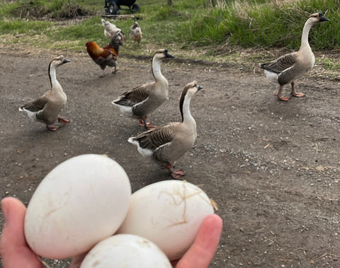 brown chinese geese