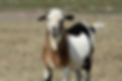 Kiko Billy Goat