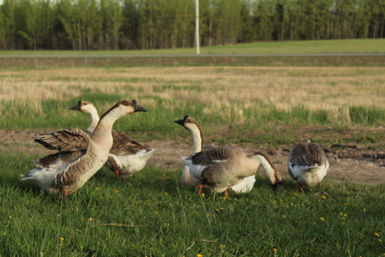Brown Chinese geese