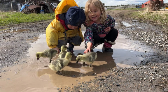 Brown Chinese goslings