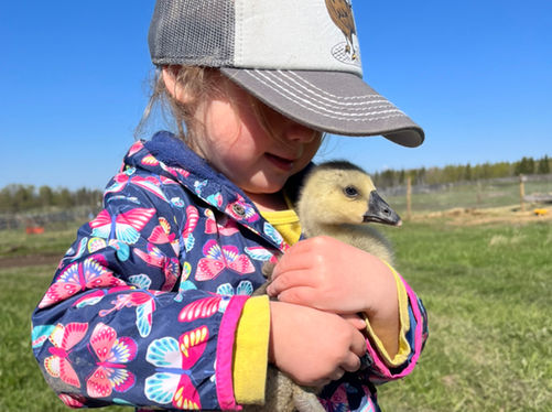 Brown Chinese gosling