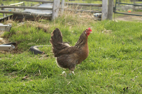 golden crele legbar hen