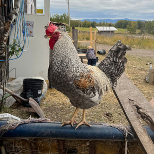 Golden Crele Legbar Rooster